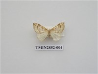 藏品(尺蛾573)的圖片